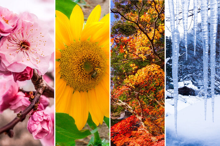 Four images to represent the four seasons side by side, including sakura blossoms for spring, a sunflower for summer, autumn leaves for fall, and icicles for winter.