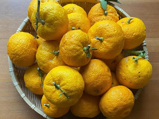 A basket of many yellow yuzu sits on a table